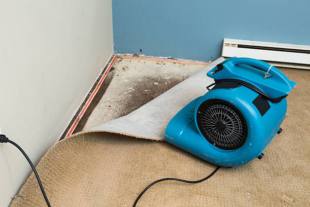 Best Mold Prevention and Remediation in Winterset, IA